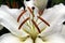 White lily flower in drops of water after rain