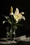 White lily flower in a glass vase. Classical still life