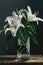 White lily flower in a glass vase. Classical still life