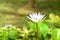 White lily flower long shot with blurry green background