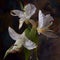 White lily flower, Madonna lily, Lilium candidum