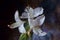 White lily flower, Madonna lily, Lilium candidum