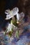 White lily flower, Madonna lily, Lilium candidum