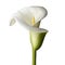 White lily flower realistic illustration