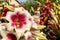 White lily flower with a red middle closeup. One flower with a yellow pestle and pollen. Lilium bulbiferum. Summer is a sunny