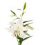White lily flowering spike