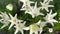 White lily flowers. Bud in the garden. Grow a bush of lilies. Petals, bud and leaves of a flower. Nature background