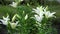 White lily flowers. Bud in the garden. Grow a bush of lilies. Petals, bud and leaves of a flower. Nature background