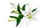 White lily flowers and buds with green leaves on white background isolated close up, lilies bunch, lillies bouquet, floral pattern