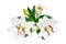 White lily flowers and buds with green leaves on white background isolated close up, lilies bunch, lilly bouquet, lillies pattern