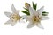 White lily flowers, with long stamens isolated on white