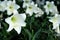 White lily in garden background. Representation to Pure love or love at first sight