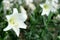 White lily in garden background. Representation to Pure love or love at first sight