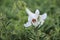 a white lily at the High Junk Peak trail