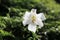 a white lily at the High Junk Peak trail