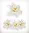 White lily icons