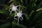 White lily like flower with long petals