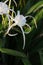 White lily like flower with long petals