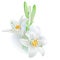 White Lily - Lilium candidum