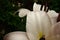 White lily petals with water drops after rain. Horizontal floral background