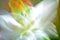 White lily photo-art abstract background resource