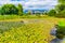 White Lily Pond Vancouver British Columbia Canada