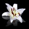 White lily reflected