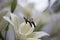 White Lily stamen with rain drops