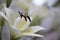 White Lily stamen with rain drops