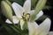 White Lily stamen with rain drops