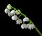 White lily of the valley flower isolated on a black background. Close-up.