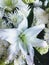 White lily with white chrysanthemum looks calm and pure to congratulate or show condolences