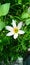 White Lily zaphirantes flower