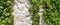 White Limestone Wall Hidden In Hanging Green Grape Vines Backg