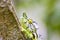 White-lined chameleon (Furcifer antimena)