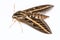 White-lined Sphinx Moth