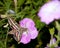 White-Lined Sphinx Moth