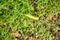 White-lined Sphinx Moth Caterpillar Feeds On Wildflowers