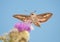 White-Lined Sphinx Moth in flight