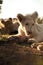 White lion cub eating meat