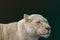 White lion female lionesses, dark green background