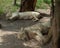 White Lion at Khao Kheow Open Zoo.