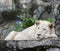 White lion lying on rock clif