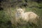 White Lion, panthera leo krugensis, Female Hidden behing Long Grass