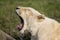 WHITE LION panthera leo krugensis, FEMALE YAWNING