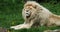 White Lion, panthera leo  krugensis, Male laying, Real Time 4K