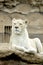 White lion or Panthera leo krugeri