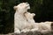 White lion Panthera leo krugeri.