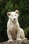 White lion Panthera leo krugeri.