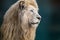 White lion portrait, looking right close-up